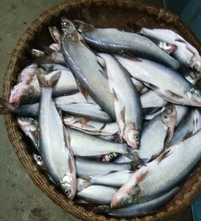 廣東男子釣上大量翹嘴魚(yú)6元1斤還包送網(wǎng)友：給我送兩噸！(圖2)