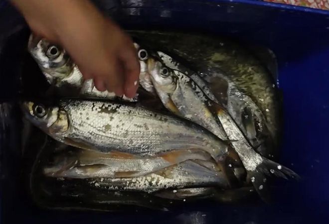 廣東男子釣上大量翹嘴魚(yú)6元1斤還包送網(wǎng)友：給我送兩噸！(圖3)