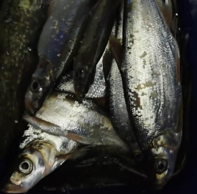 廣東男子釣上大量翹嘴魚(yú)6元1斤還包送網(wǎng)友：給我送兩噸！(圖5)