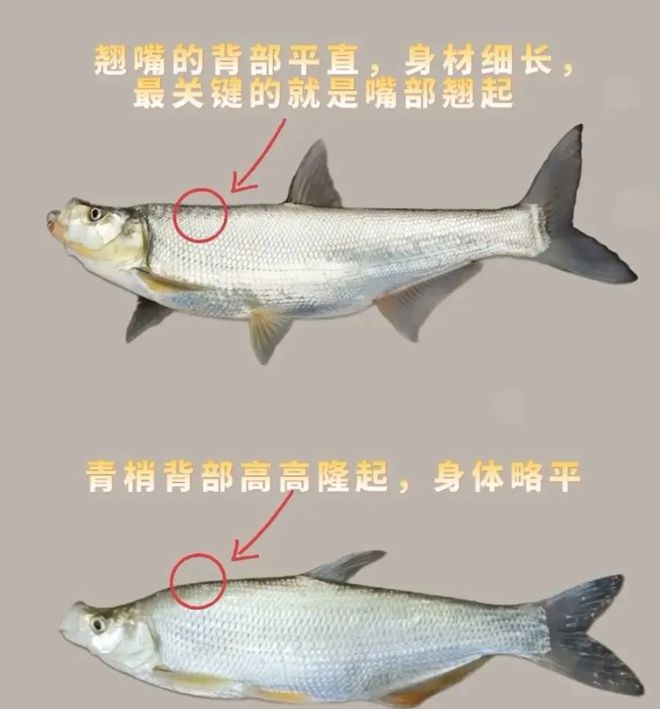廣東男子釣上大量翹嘴魚(yú)6元1斤還包送網(wǎng)友：給我送兩噸！(圖6)