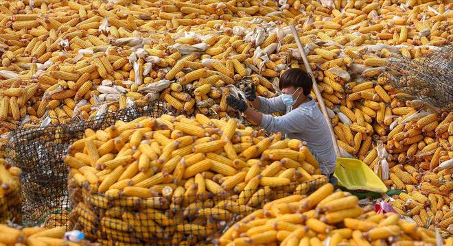 Im體育網站：油價下跌勢如破竹！2月2日調整后92號汽油價格節(jié)后玉米價格如何(圖2)